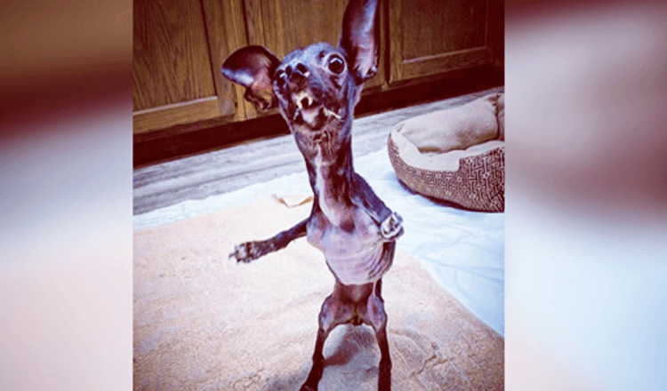 Ratownik psów nie mógł przestać płakać po tym, jak znalazł zdeformowanego szczeniaka owiniętego w koc